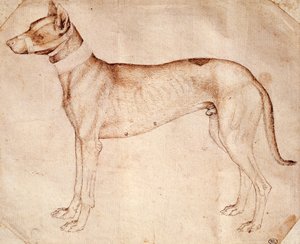 Studie av jakthund av Antonio Pisano kjent som Pisanello (før 1395-ca 1455), tegning med penn og brunt blekk av Antonio Pisanello