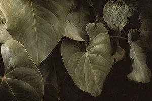 Anthurium Andraeanum, XVI e, Petropolis, Rio de Janeiro, Brasil, 2025 (fotografi)