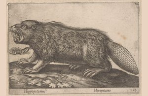 Drikke Flodhest (tittel på objekt) Dieren en fablewezens (serietittel) Nova raccolta de li animali piu curiosi del mondo (serietittel)