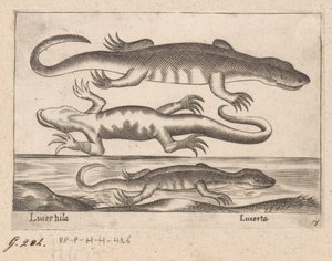 Tre drager Lizard/ Lizard (tittel på objekt) Dieren en fablewezens (serietittel) Ny samling av verdens mest nysgjerrige dyr (serietittel) av Antonio Tempesta