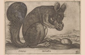 Eekhoorn Sciurus/ Sciratto (tittel på objekt) Dieren en fabelwezens (serietittel) Nytt nysgjerrig lite dyr i verden (serietittel) av Antonio Tempesta