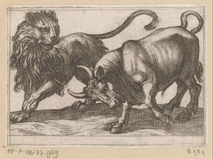 En okse som angriper en løve Kampdyr (serietittel) av Antonio Tempesta