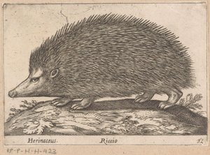 egel Herinaceus/ Riccio (tittel på objekt) Dieren en fabelwezens (serietittel) Nova raccolta de li animali piu curiosi del mondo (serietittel)