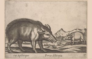 Etiopiske arbeider Hans aptioper / etiopisk gris (tittel på objekt) Dieren en fabelwezens (serietittel) Nytt nysgjerrig lite dyr i verden (serietittel) av Antonio Tempesta