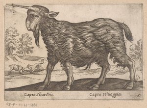 Geit med ett horn Capra Silvestris/ Capra Selvaggia (tittel på objekt) Dieren en fablewezens (serietittel) Ny samling av verdens mest nysgjerrige dyr (serietittel) av Antonio Tempesta