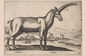 geitaktig Colopus/ Colopo (tittel på objekt) Dieren en fablewezens (serietittel) Ny samling av verdens mest nysgjerrige dyr (serietittel) av Antonio Tempesta