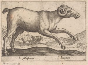 geitaktig L Mussimonae/ I Musimone (tittel på objekt) Dieren en fablewezens (serietittel) Ny samling av verdens mest nysgjerrige dyr (serietittel) av Antonio Tempesta