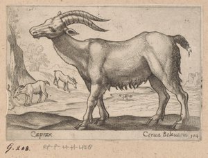Edelstener Caprax/ Cerua Belzuaria (tittel på objekt) Dieren en fablewezens (serietittel) Ny samling av verdens mest nysgjerrige dyr (serietittel) av Antonio Tempesta
