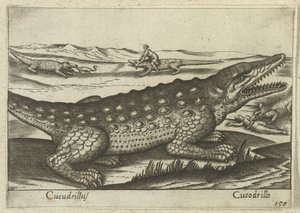 Krokodille Coccodrillus/ Krokodille (tittel på objekt) Dieren en fablewezens (serietittel) Ny samling av verdens mest nysgjerrige dyr (serietittel) av Antonio Tempesta