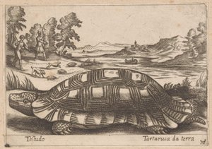 Landschildpad Testudo / Ground Turtle (tittel på objekt) Dieren en fabelwezens (serietittel) Nova-samling av de mest nysgjerrige dyrene i verden (serietittel) av Antonio Tempesta
