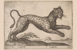 Leopard L Leopardus/ I Leopardo (tittel på objekt) Dieren en fablewezens (serietittel) Ny samling av verdens mest nysgjerrige dyr (serietittel) av Antonio Tempesta