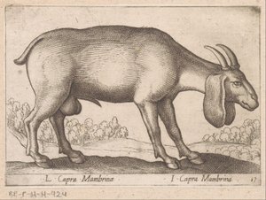 Membrina geit L Capra Mambrinae/ I Capra Mambrina (tittel på objekt) Dieren en fablewezens (serietittel) Ny samling av verdens mest nysgjerrige dyr (serietittel) av Antonio Tempesta