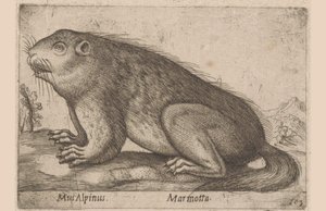 Marmot Mus Alpinus/ Marmotta (tittel på objekt) Dieren en fabelwezens (serietittel) Nova raccolta de li animali piu curiosi del mondo (serietittel) av Antonio Tempesta