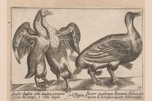 Misvormde ganzen Gås med dobbel hals og dobbel kropp Dieren en fablewezens (serietittel) En ny samling av li animali s av Antonio Tempesta