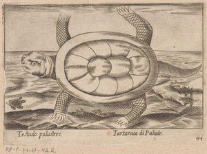 Moerasschildpad Testudo palustres/ Tartaruca di Palude (tittel på objekt) Dieren en fablewezens (serietittel) Nova raccolta de li animali piu curiosi del mondo (serietittel) av Antonio Tempesta