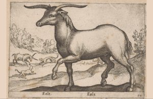 Hest med horn Eale/Eale (tittel på objekt) Dyr og mytiske skapninger (serietittel) Nova raccolta de li animali piu curiosi del mondo (serietittel) av Antonio Tempesta