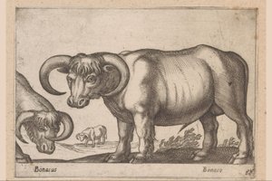 kveg Bonasus/ Bonaso (tittel på objekt) Dyr og mytiske skapninger (serietittel) Nova raccolta de li animali piu curiosi del mondo (serietittel) av Antonio Tempesta