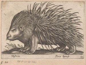 Stekelvarken Hijstrix/ Porco Spinoso (tittel på objekt) Dieren en fabelwezens (serietittel) Ny samling av de mest nysgjerrige dyrene i verden (serietittel) av Antonio Tempesta