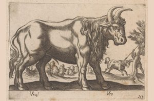 Stier Vrus/ Vro (tittel på objekt) Dieren en fablewezens (serietittel) Ny samling av de mest nysgjerrige dyrene i verden (serietittel) av Antonio Tempesta