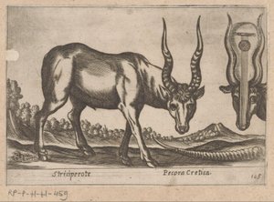 To antiloper Striciperote/ Kretisk storfe (tittel på objekt) Dieren en fablewezens (serietittel) Nova raccolta de li animali piu curiosi del mondo (serietittel) av Antonio Tempesta