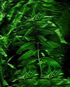 Grønn-4, 2009 (bilde) av Antonius Antonius