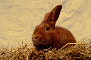 Ja av Antonius Antonius