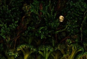 Magisk hageskog, 2011 (bilde)