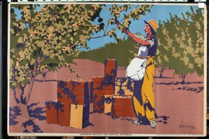 Innsamling av aprikoser for hermetisering - Australia (litho farge)