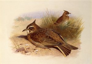 En nakkelærke, britiske fugler av Archibald Thorburn