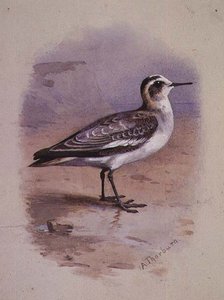 A Grey Phalarope (akvarell) av Archibald Thorburn