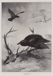 En sulten ravn