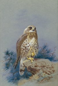 En røff buzzard av Archibald Thorburn