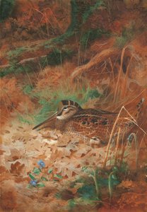 En skogshane og kylling i undervekst av Archibald Thorburn