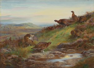 En bukt med rødrype ved en kilde av Archibald Thorburn