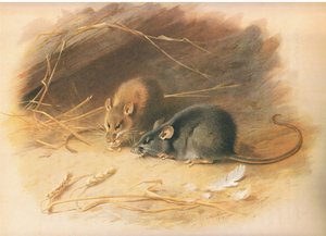 Alexandrine Rat and Black Rat, fra Thorburns Mammals utgitt av Longmans and Co, ca. 1920 av Archibald Thorburn