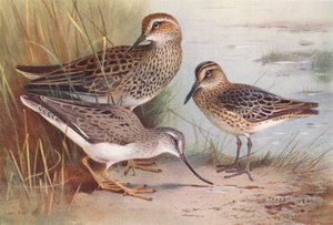  av Archibald Thorburn