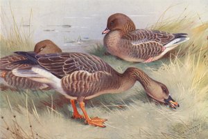  av Archibald Thorburn