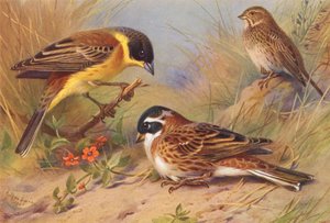 Svarthode-spurv, kornspurv, rustikk spurv (fargelitografi) av Archibald Thorburn