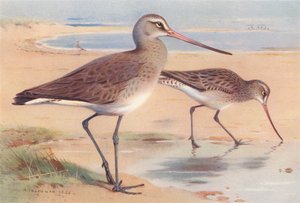 Svarthalespove (vinter), Småhalespove (vinter) (fargelitografi) av Archibald Thorburn