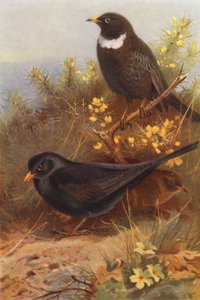  av Archibald Thorburn