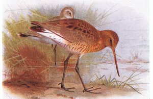 Black Tailed Godwit, fra Birds of the British Isles and Their Eggs utgitt av Frederick Warne & Co Ltd, 1958