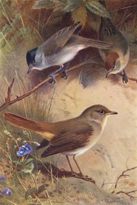  av Archibald Thorburn