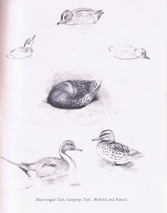 Blue Winged Teal, Garganey, Teal, Mallard and Pintail, 1938 av Archibald Thorburn