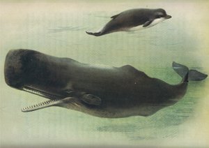 Bottle Nosed Whale and Sperm Whale, fra Thorburns Mammals utgitt av Longmans and Co, ca. 1920 av Archibald Thorburn