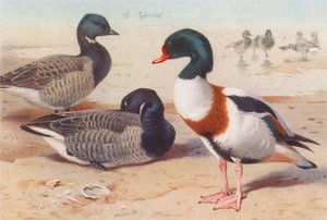 Rundgås, gravand (fargelitografi) av Archibald Thorburn