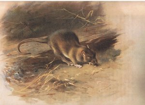 Brown Rat, fra Thorburns Mammals utgitt av Longmans and Co, ca. 1920 av Archibald Thorburn