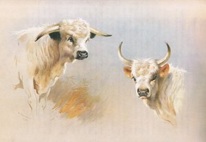 Chartley Bull og Chillingham Bull, fra Thorburn