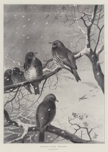 Julebesøkende, feltfarer