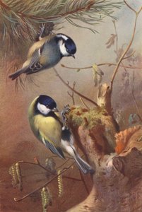 Svartmeis, Stormeis (fargelitografi) av Archibald Thorburn