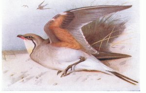 Collared Pratincloe, fra Birds of the British Isles and Their Eggs utgitt av Frederick Warne & Co Ltd, 1958